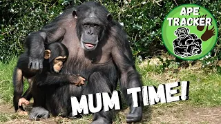 Baby Chimpanzee Stays Close To Mum