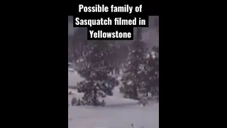 Possible family of Sasquatch filmed in Yellowstone #bigfoot #doyoubelieve