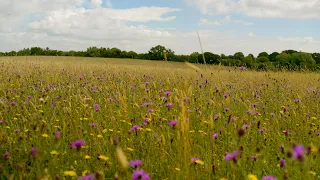 Is This Britain's Most Beautiful Wildflower Meadow?