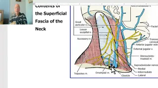 Anatomy of head and neck module in Arabic 49 (Posterior triangle of  the neck) , by Dr. Wahdan