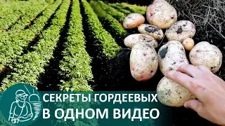 🥔 Посадка картофеля в траншеях 🌿 Выращивание по технологии Гордеевых