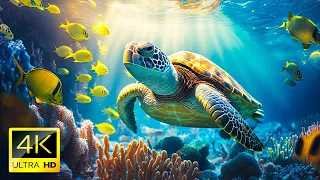 11HRS of 4K Turtle Paradise - Relaxing Music with Sea Turtles in Hawaii 4K Video (Jason Stephenson)