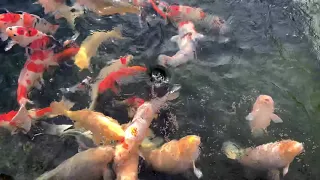 Koi Garage Show Pond