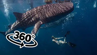 360° Underwater VR Experience: Diving with Whale Sharks