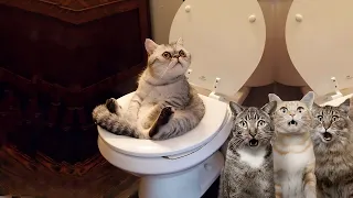 Funny Cat Bloopers: Behind the Scenes of Cat Comedy