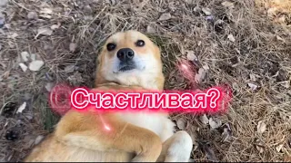 «СЧАСТЛИВАЯ?» - трогательный МИНИ-ФИЛЬМ о бездомной собаке!