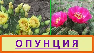 Опунция - кактус для открытого грунта. Как укоренить Опунцию до высадки в сад