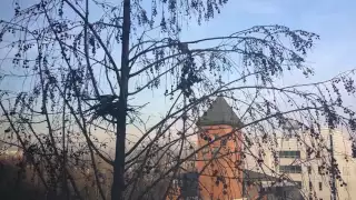 A Magpie Couple Building A Nest