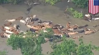 Wild West cattle roundup: cowboys rescue hundreds of livestock trapped in flood waters - TomoNews