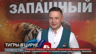 Тигры в воздухе: уникальная цирковая программа. Новости. 02/05/2024. GuberniaTV