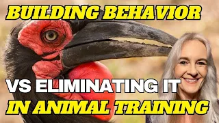 Shifting Perspectives: Deep Dive into Building Behavior vs. Eliminating Problems in Animal Training