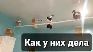 Как поживают голуби из коробки, которых мы пристроили