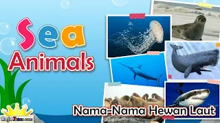 Nama Hewan Laut dalam Bahasa Inggris (Sea Animals)