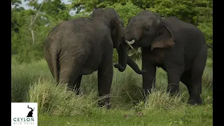 Friendly Battle between Tusker Mangala & Tusker Esala II, Sri Lanka Ceylon Wild Tales