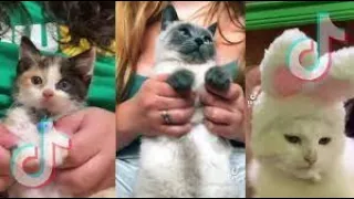 Funny Animal Videos 2022 😂 - Funniest Cats And Dogs Video 😺😍 #84