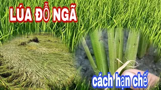 Cách hạn chế đỗ ngã cho lúa để đảm bảo năng suất | lê chung vlog