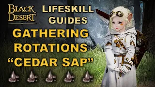 BDO | My "Cedar Sap" Rotation - Lifeskill Quick Guide |