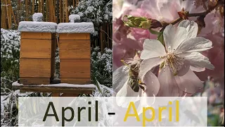 April - April, Arbeiten an den Bienen zur Jahreszeit...