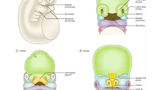 development of Face, Nose &palate