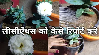 गुलाब से भी 10x बेहतर फुल देने वाला प्लांट || Lisianthus plant ki reporting kaise karen ?