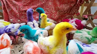 Catch Cute Chickens, Colorful Chickens, Rainbow Chicken, Rabbits, Cute Cats, Ducks, Animals Cute #21