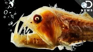 Why Does Deep Sea Life Look So Strange?