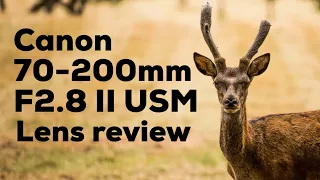 Canon 70-200mm f/2.8 L IS II USM Real world review - with sample photos!