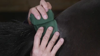 How to Apply and Remove a Tail Bandage