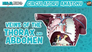 Circulatory System | Veins of the Thorax & Abdomen | Torso Anatomy Model