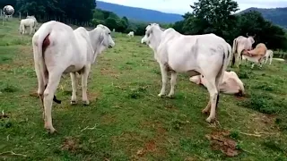 Amazing,to Meeting Cows | My village cows power | The smart team making summer on the fields