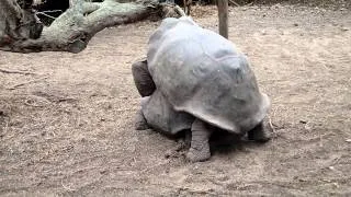 Giant Tortoise Mating