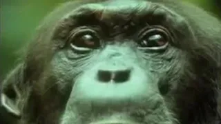 Chimpanzees Team Up to Attack a Monkey in the Wild | BBC Studios