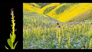 Ray Collett Lecture Series: A 27-Year Wildflower Journey