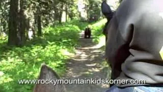 Bear Charges Horse in Glacier National Park!