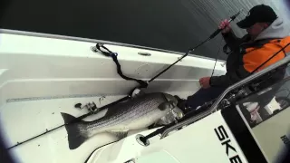 74 pound striped bass! Largest striper ever caught on video!