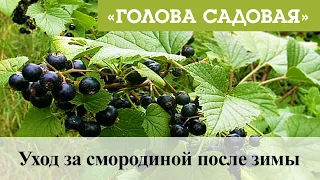 Голова садовая - Уход за смородиной после зимы