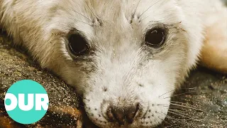 These Are The Rare Seals Of Scotland | Our World