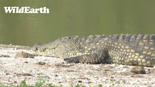 WildEarth - Sunset Safari - 15  Dec 2022