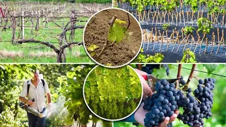 Удобрение виноградника / The usage of fertilisers in the vineyard