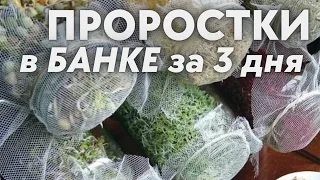 Ростки за 3 дня  в банке ! простая  пошаговая технология проращивания Зеленый шеф  микрозелень