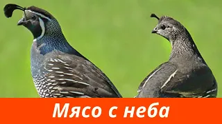 Библейские чудеса. Моисей: Как перепела оказались в пустыне?