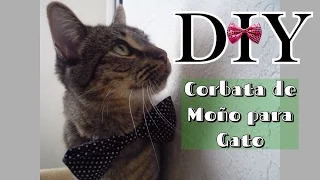 DIY Collar de Corbata de Moño para Gato