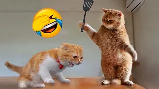 If You Laugh You Lose God Level 😅 Funniest Cats And Dogs 😹🐶 Best Funny Animal Videos 2024