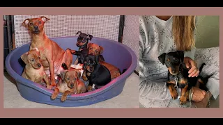 PINSCHER NAIN MANCHE - Les bébés et nouvelles du long voyage de Gaston de la Manche à la Martinique