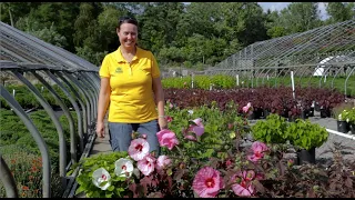 PETITTI Hardy Hibiscus | Grow This Native Perennial for Large Tropical Blooms + Deer Resistance