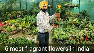 Top best 6 fragrant/aromatic/scented permanent flower plants names in india, खुशबू वाले फूलों के नाम