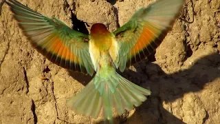 European bee-eater (Merops apiaster) feeding chicks on nesting site