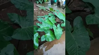 Taro plant/leaves in home Backyard