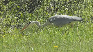 Lizard escapes from the beak of a gray heron / Eidechse entkommt aus dem Schnabel eines Graureihers
