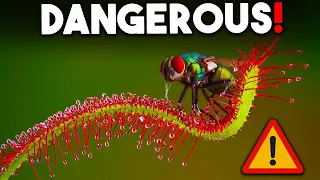 10 of the MOST DANGEROUS Plants in the WORLD!